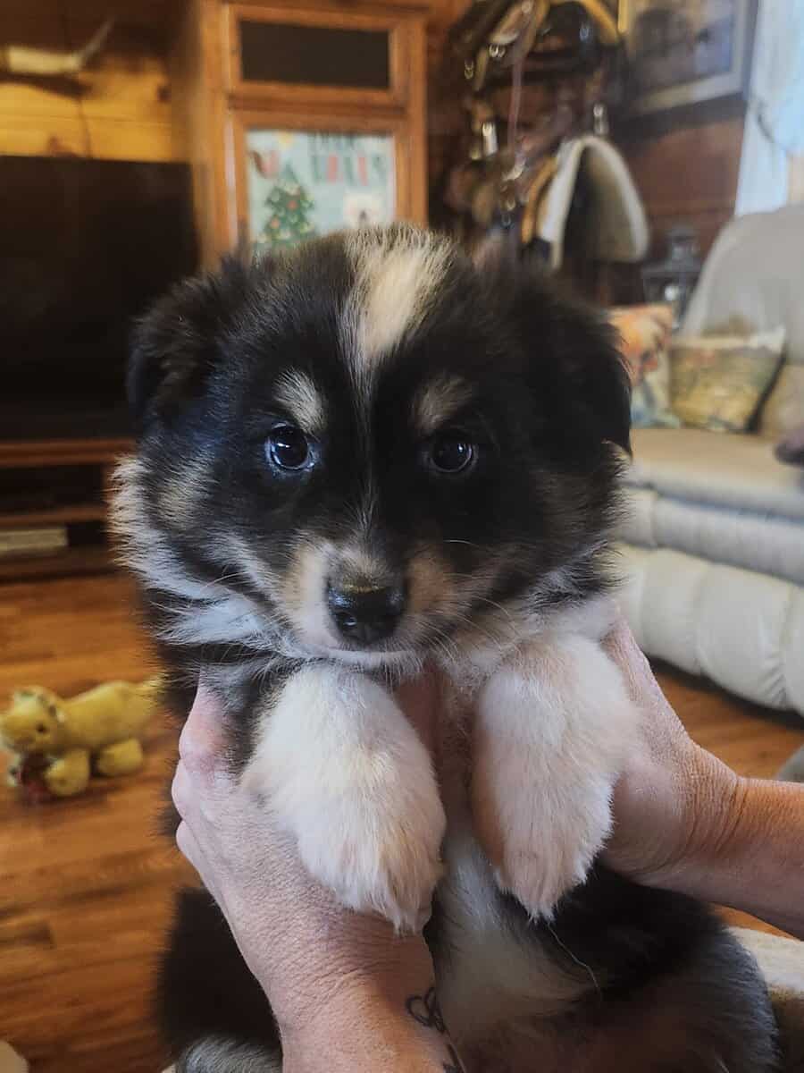 Toy Australian Shepherd boy image 1