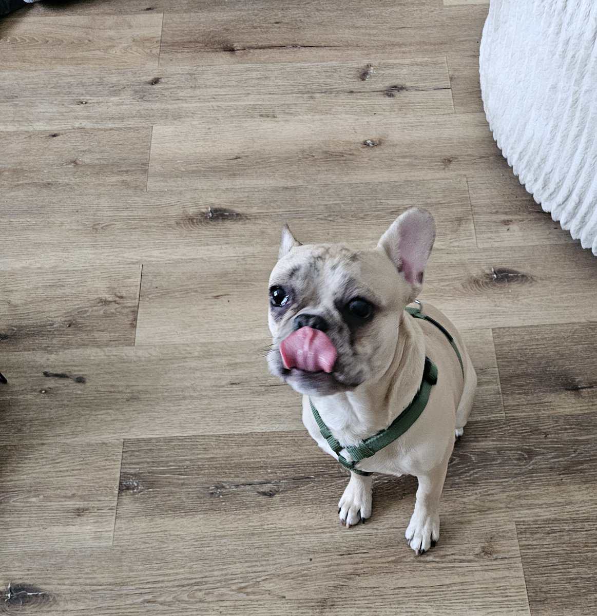 French bulldog 7 months image 4