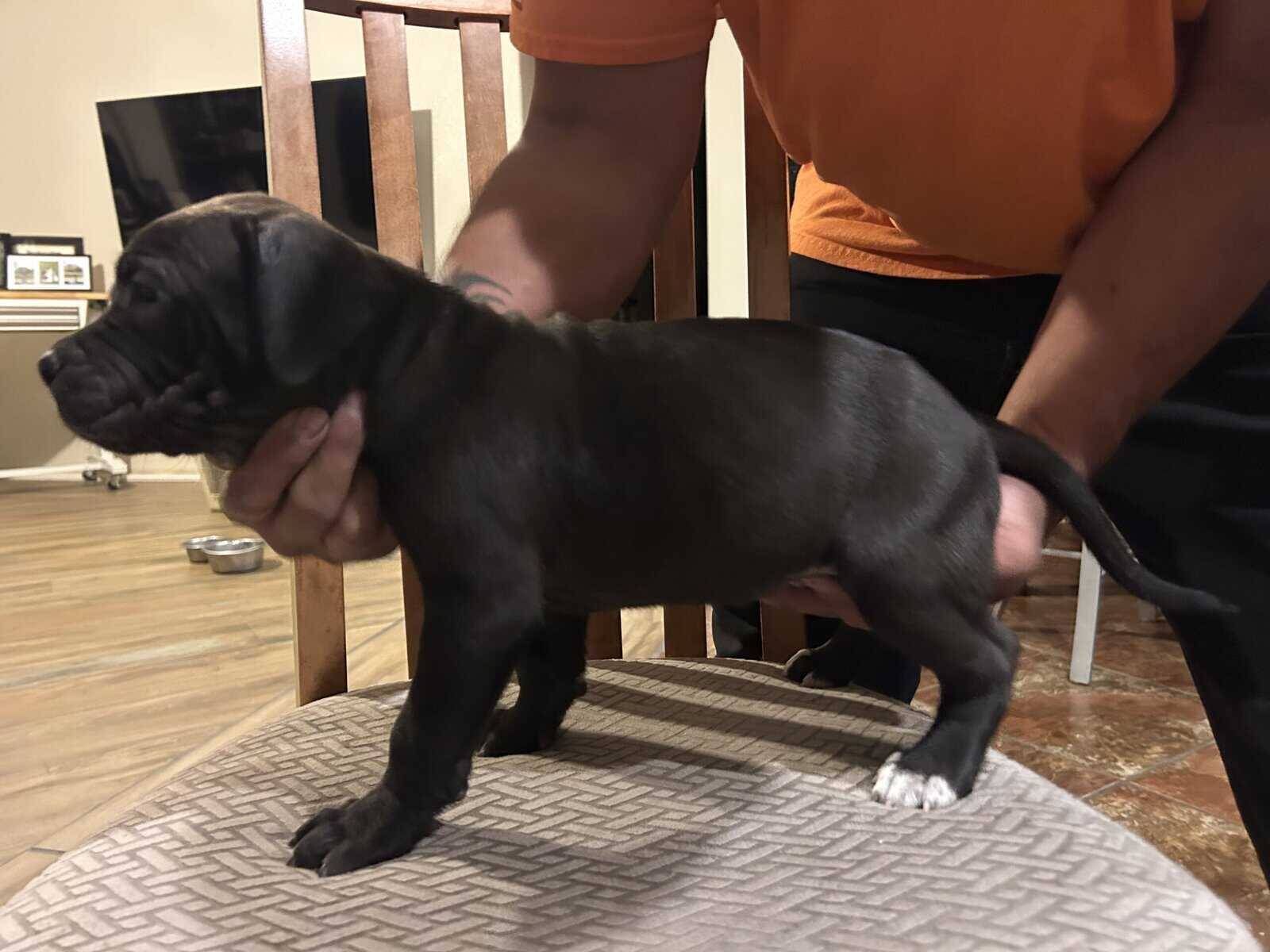 Adba Pitbull puppies image 2