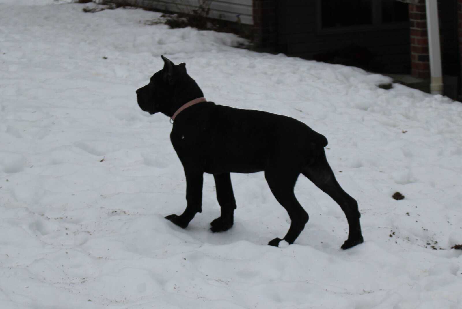 AKC Cane Corso puppies image 9