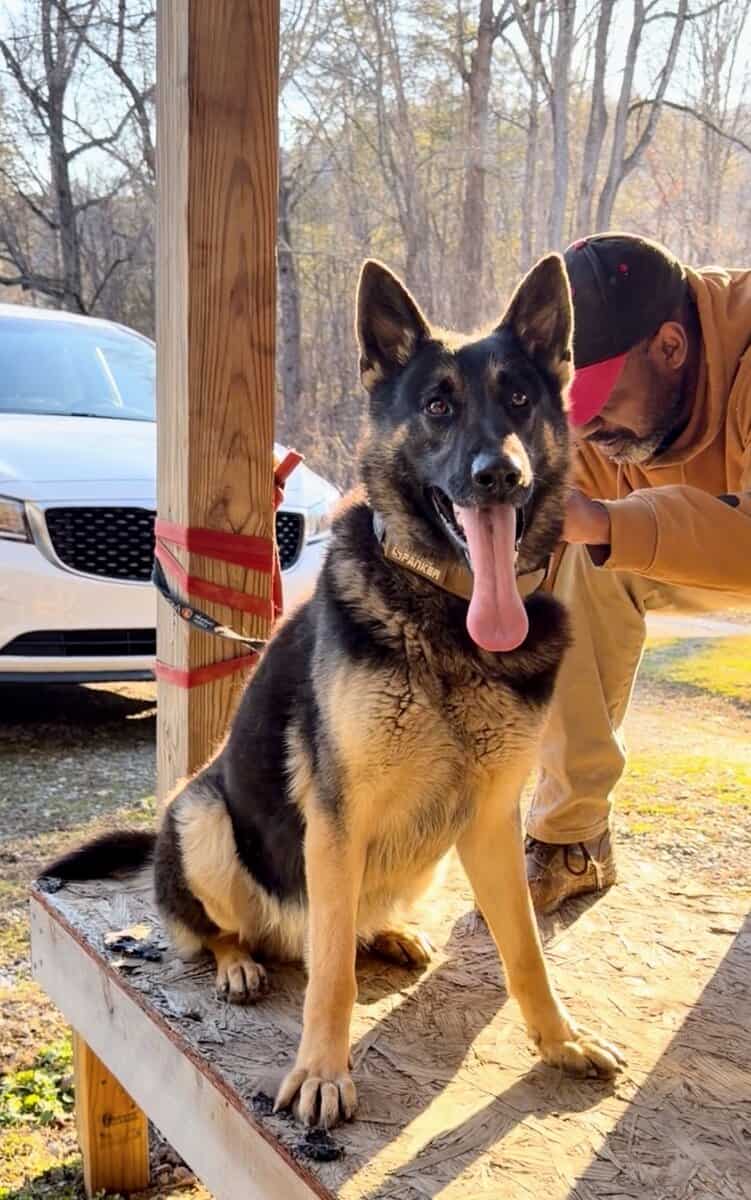 AKC German shepherd male imported parents image 1