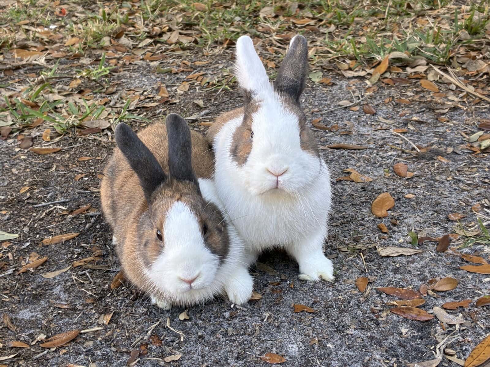 bonded rabbit pair image 4