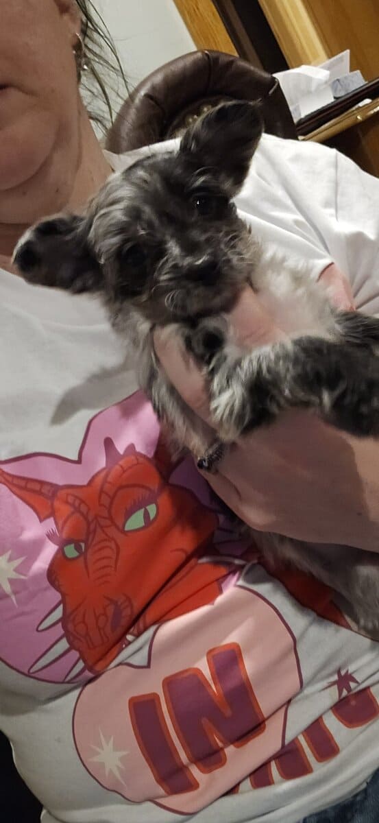 Yorkipoo female puppy image 1