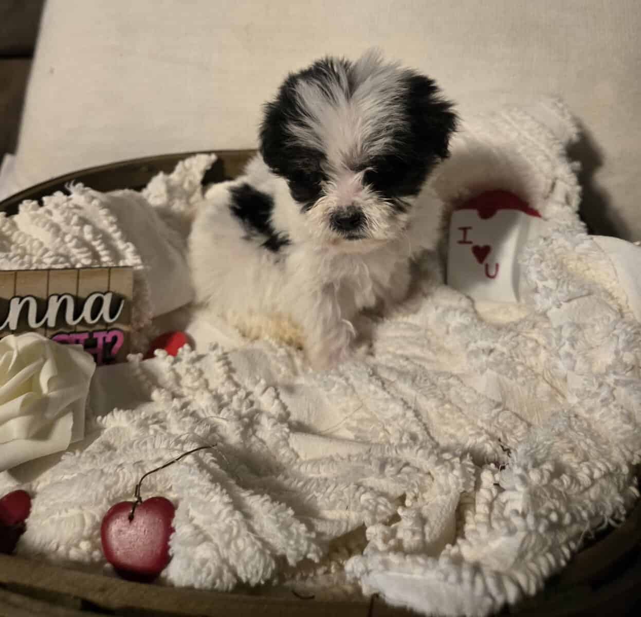 Lhasa Poo image 1