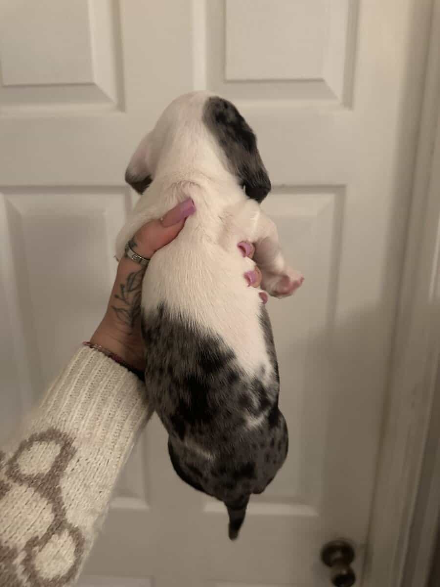 Dachshund Puppies image 7