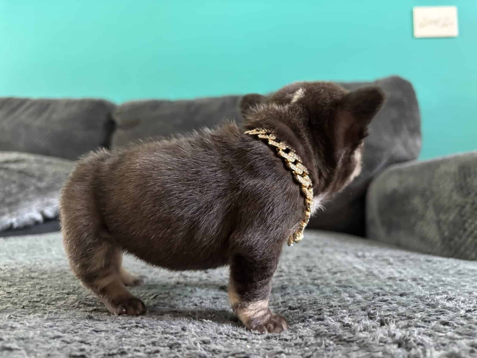 Tiny female frenchie image 2