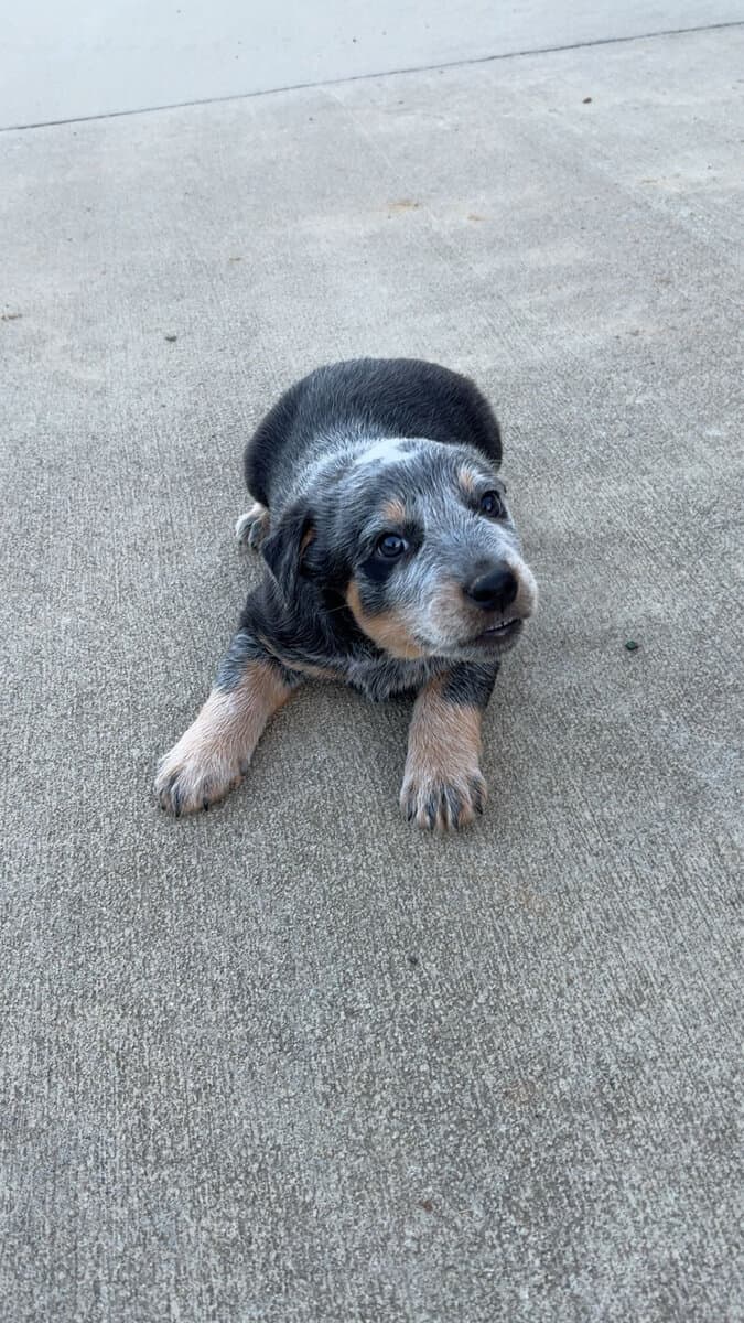 FULL BLOOD BLUE HEELER PUPPIES FOR SALE image 1