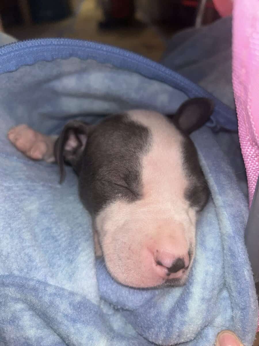 Pure bred pitbull puppies image 3