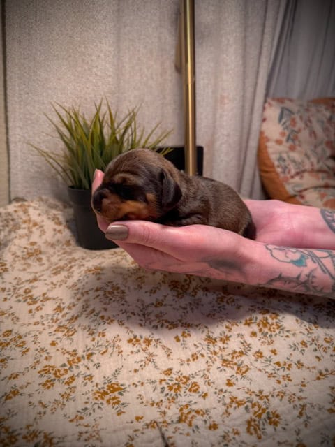 purebred dachshund pups image 14