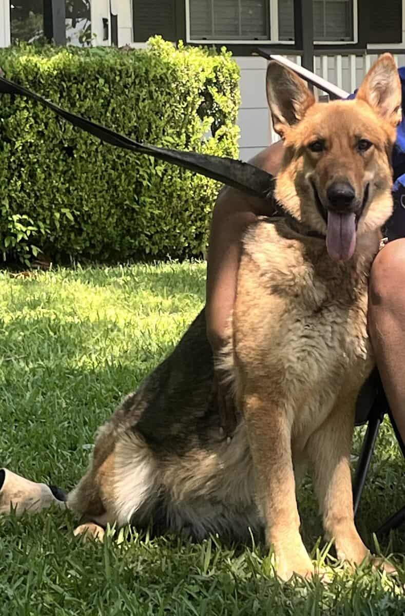 Akc German shepherds image 5