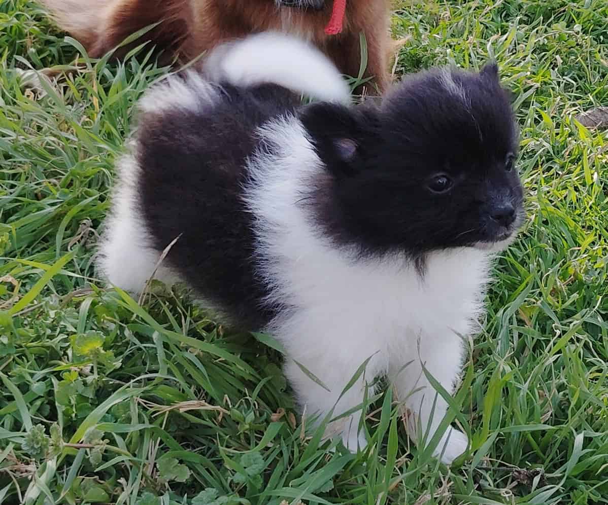 Pomeranian Puppies image 1