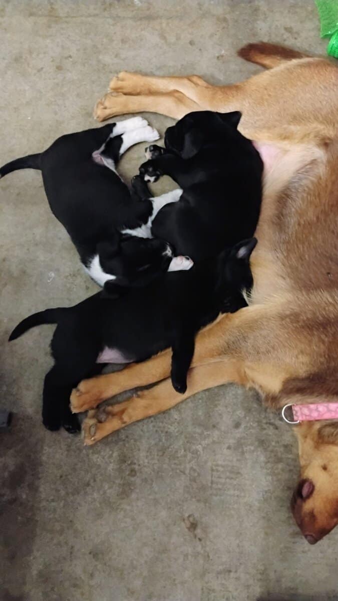 Free Puppies image 3