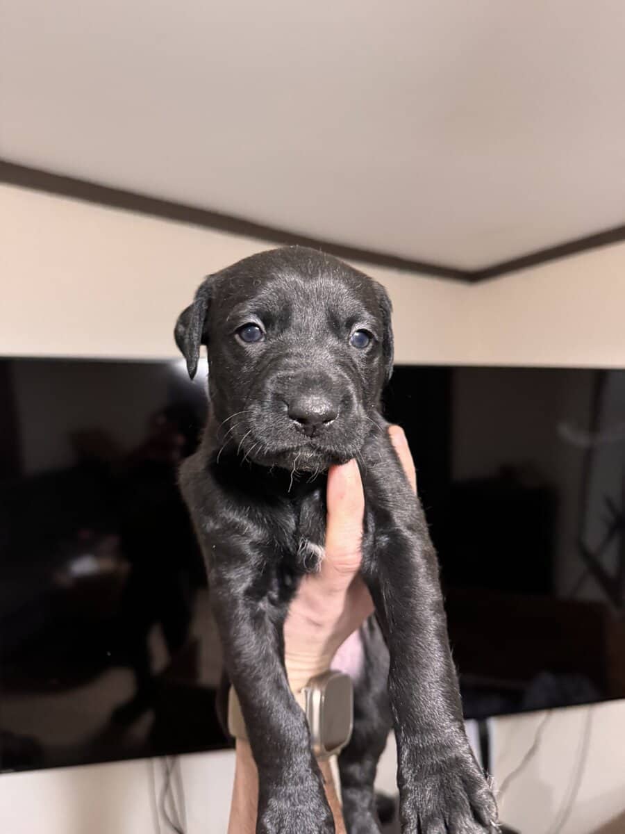 Doberman Pitbull Mix Puppies image 5