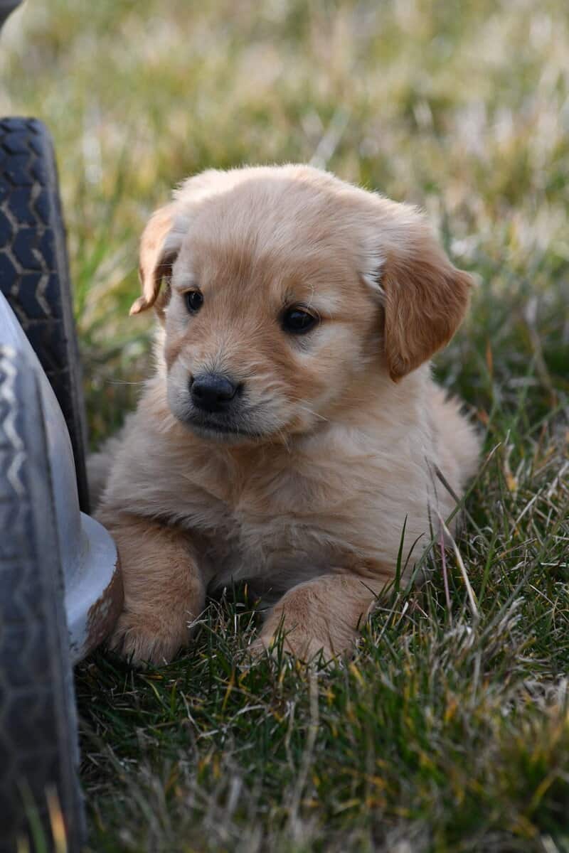 Purebred Golden Retriever papered image 15