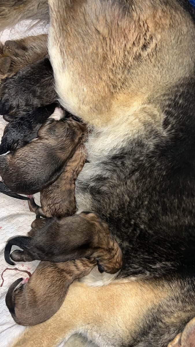 Puppies image 1