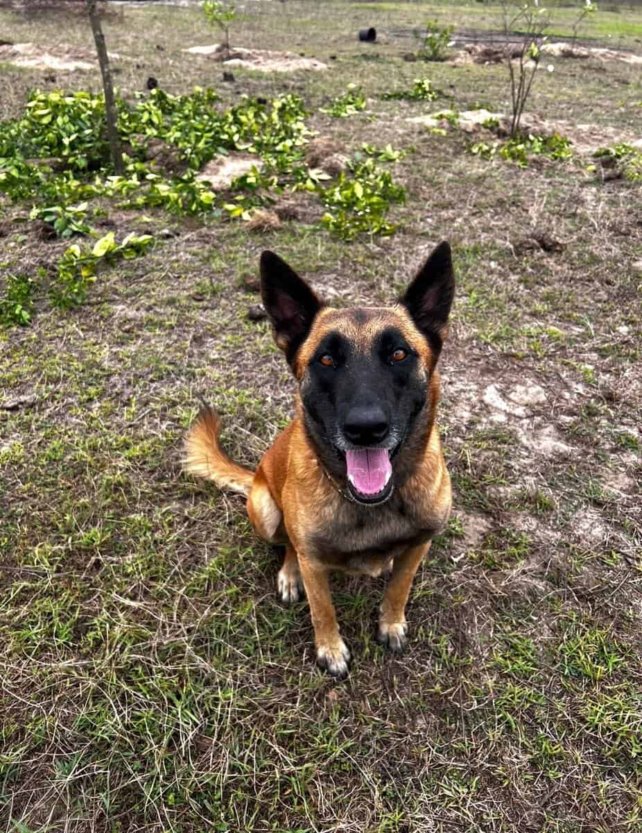 10 Anatolian Shepherd x Belgian Malinois Puppies image 11