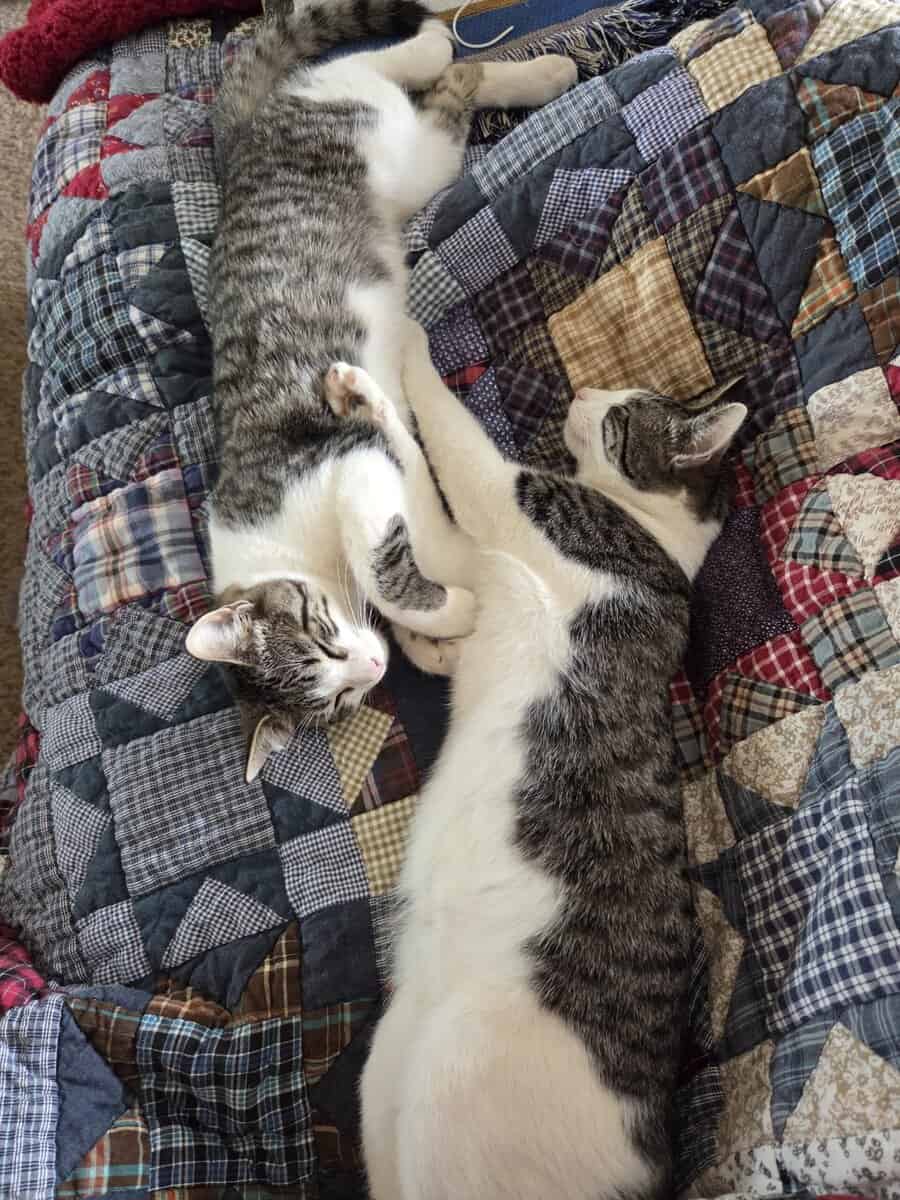 Free kittens to loving homes. image 5