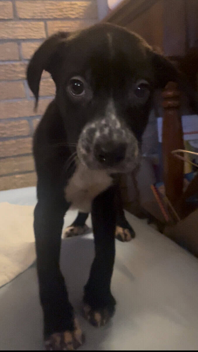 Dane/Dal mix puppies image 3