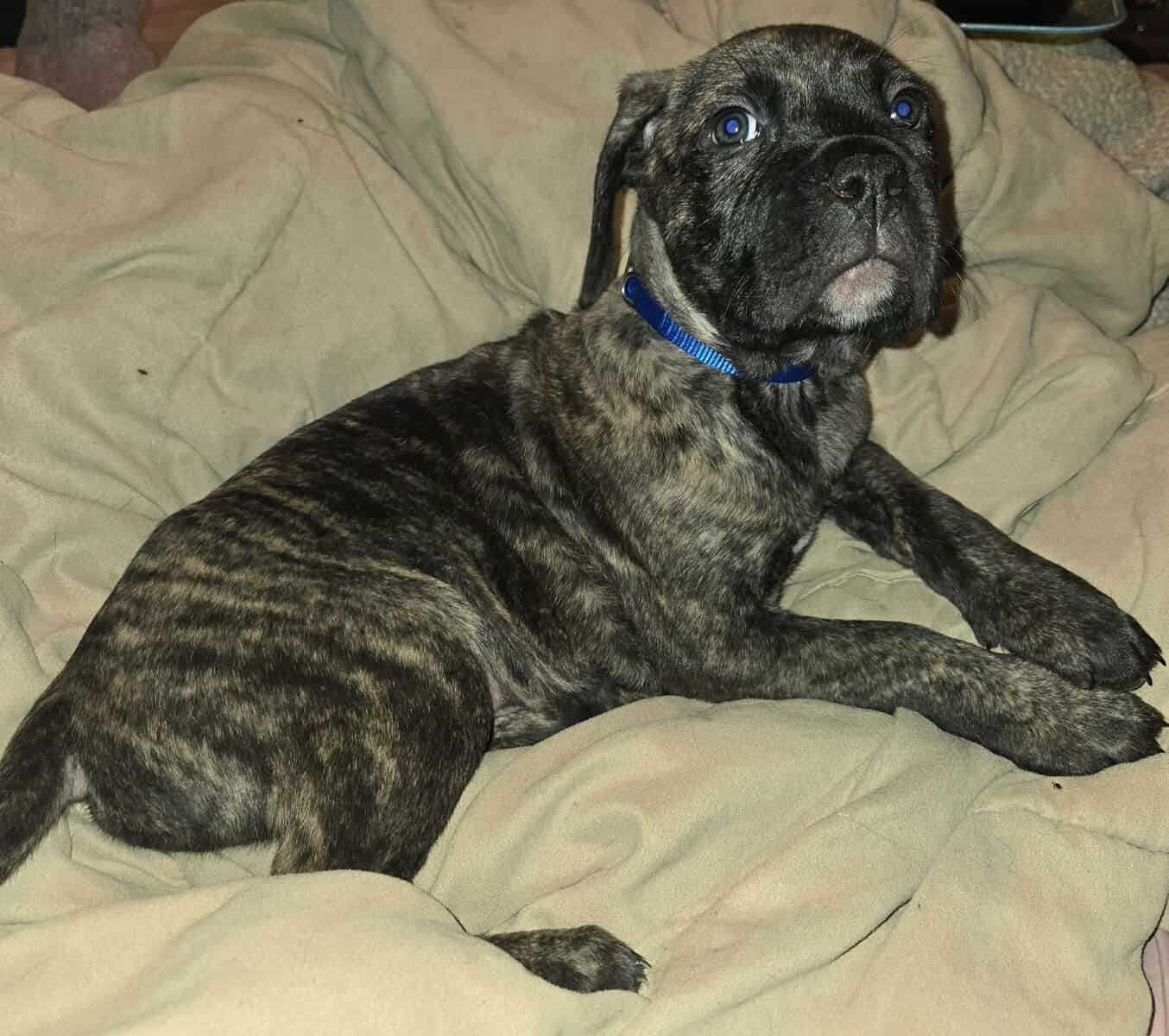 Presa Canario Cane Corso mix 8 weeks old image 21