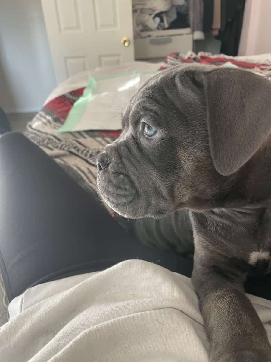 Cane Corso Puppies image 1