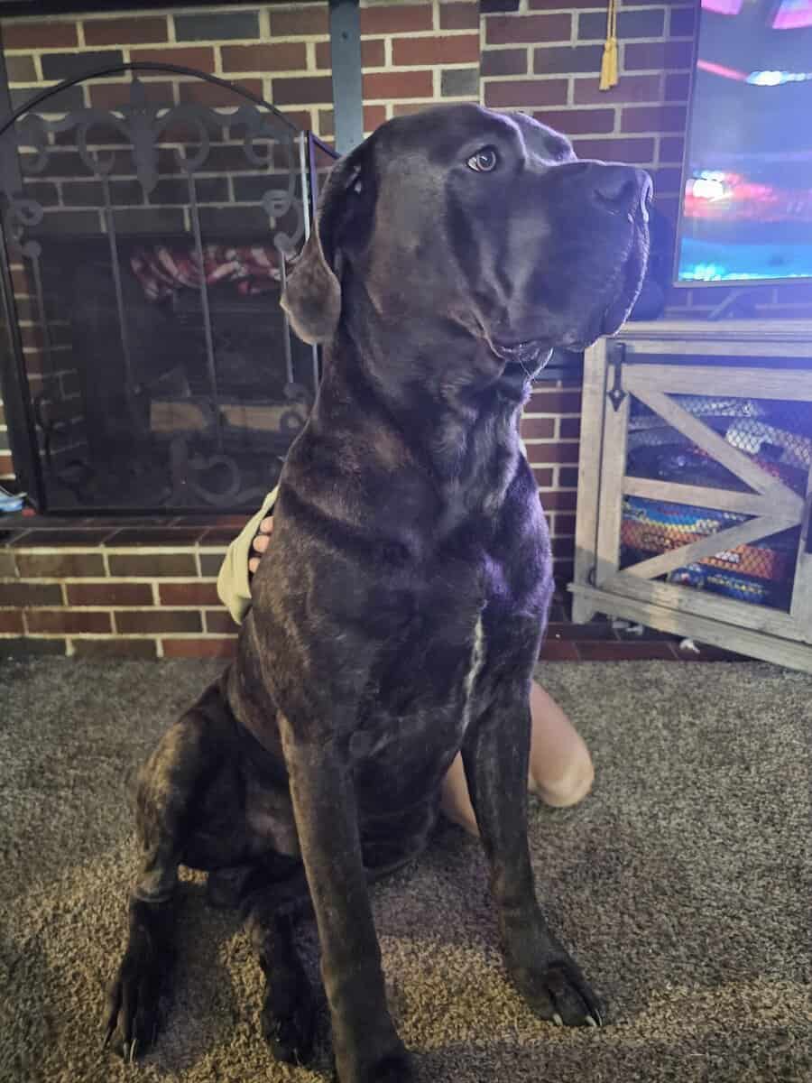 Cane Corso image 1