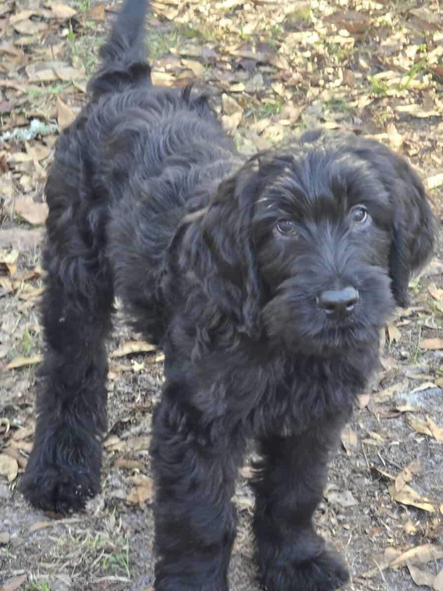 Labradoodles image 1