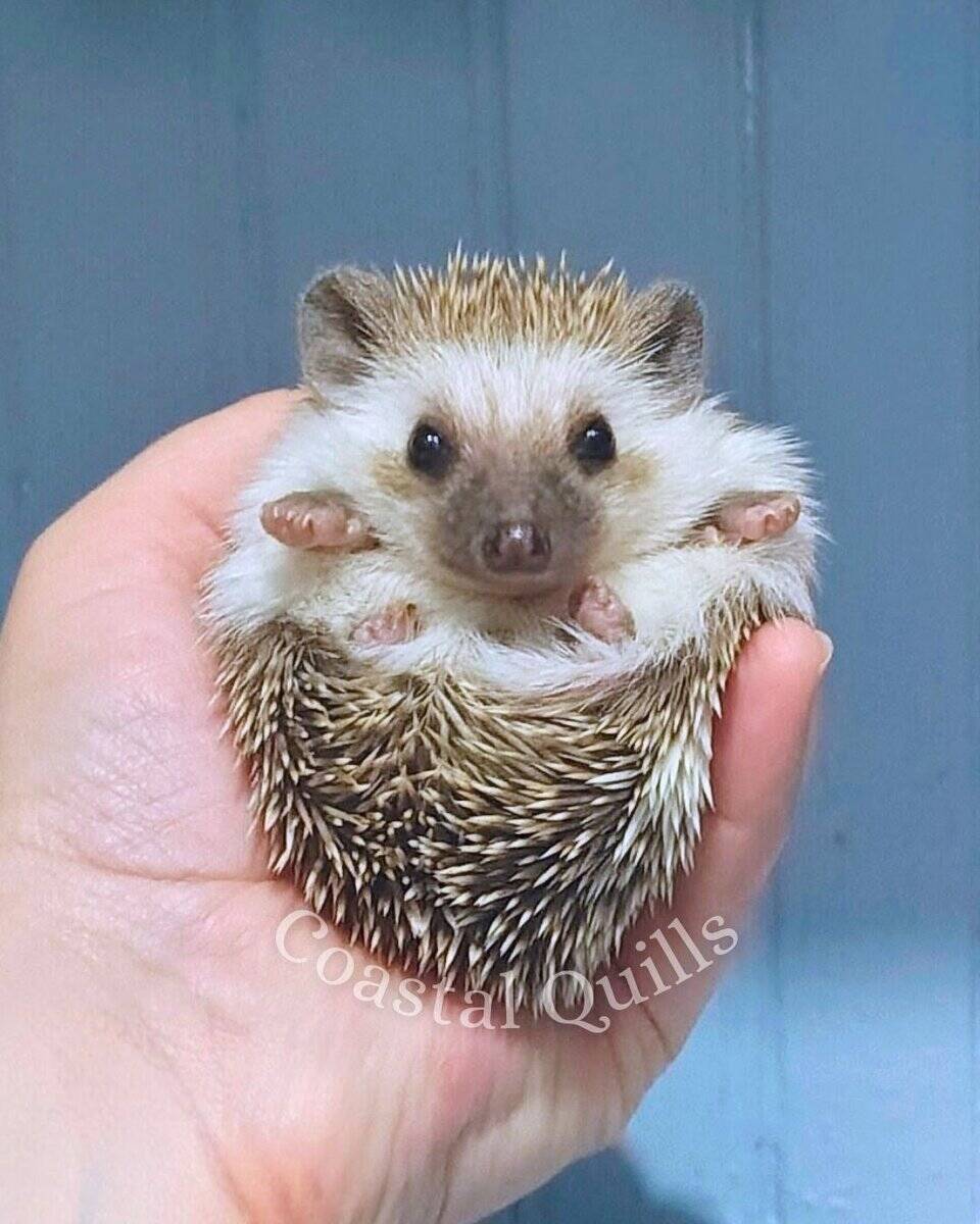 Dash Baby Male Pedigreed Hedgehog image 1