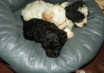 4 beautiful CKC registered TOY POODLES