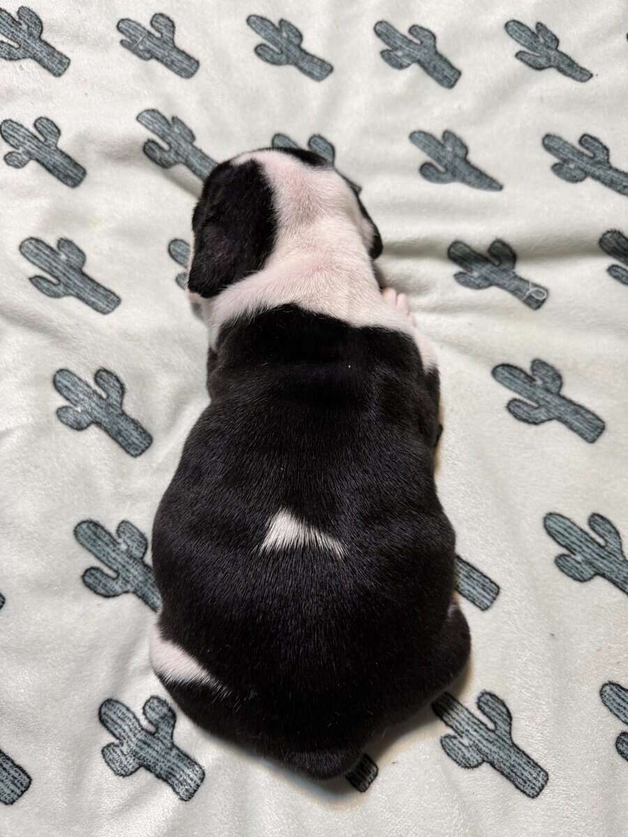 English Bulldog puppies image 4