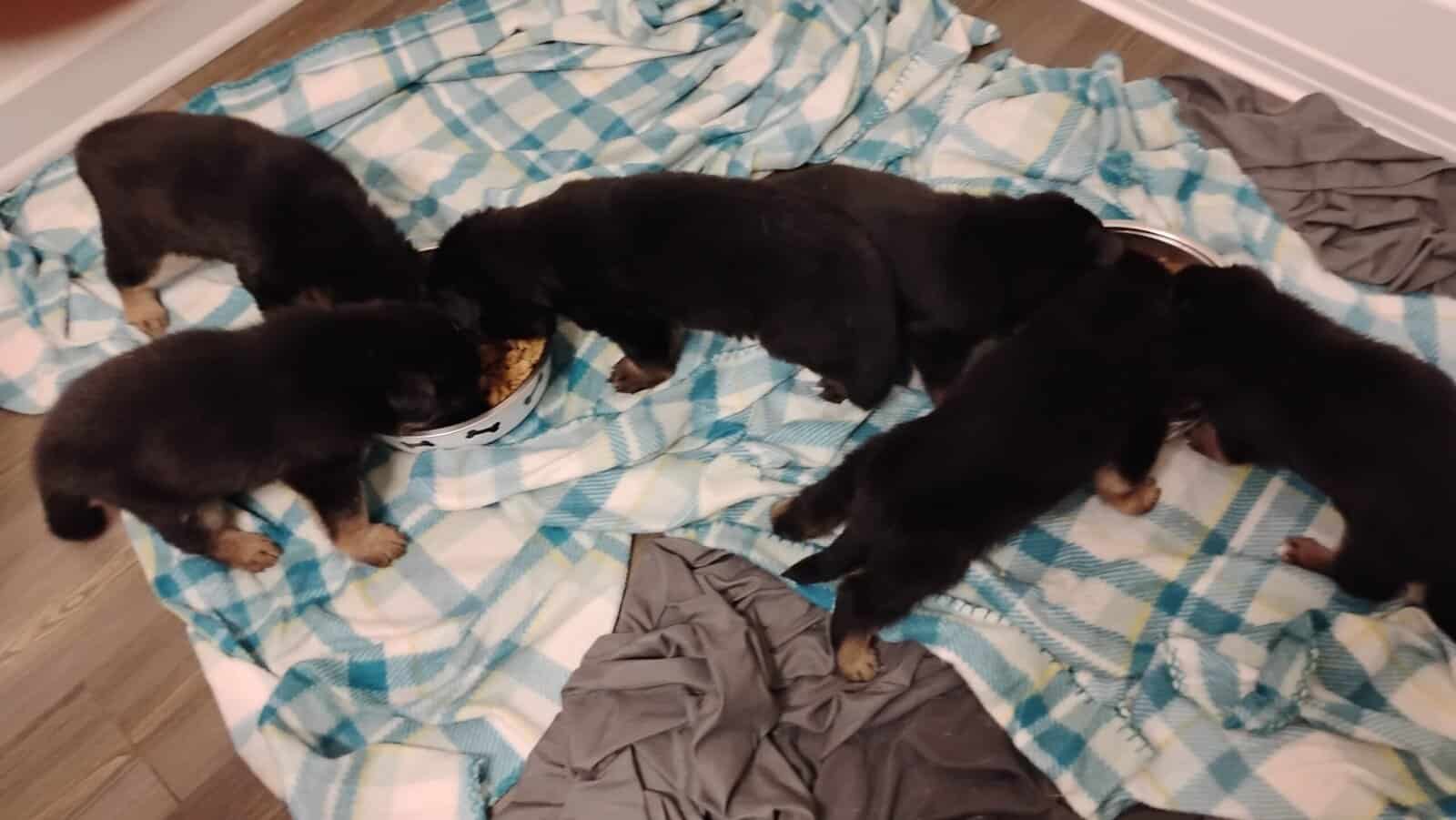 German shepherd puppies . Almost ready. 700. image 8