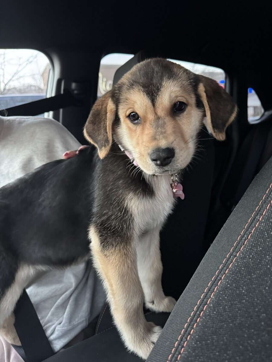 Selling puppy and everything that comes with her image 2