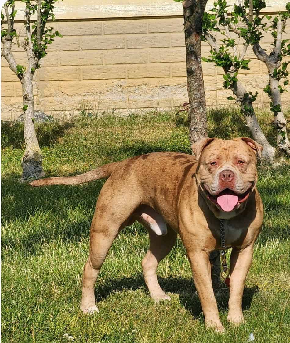 Bully puppies for sale image 17