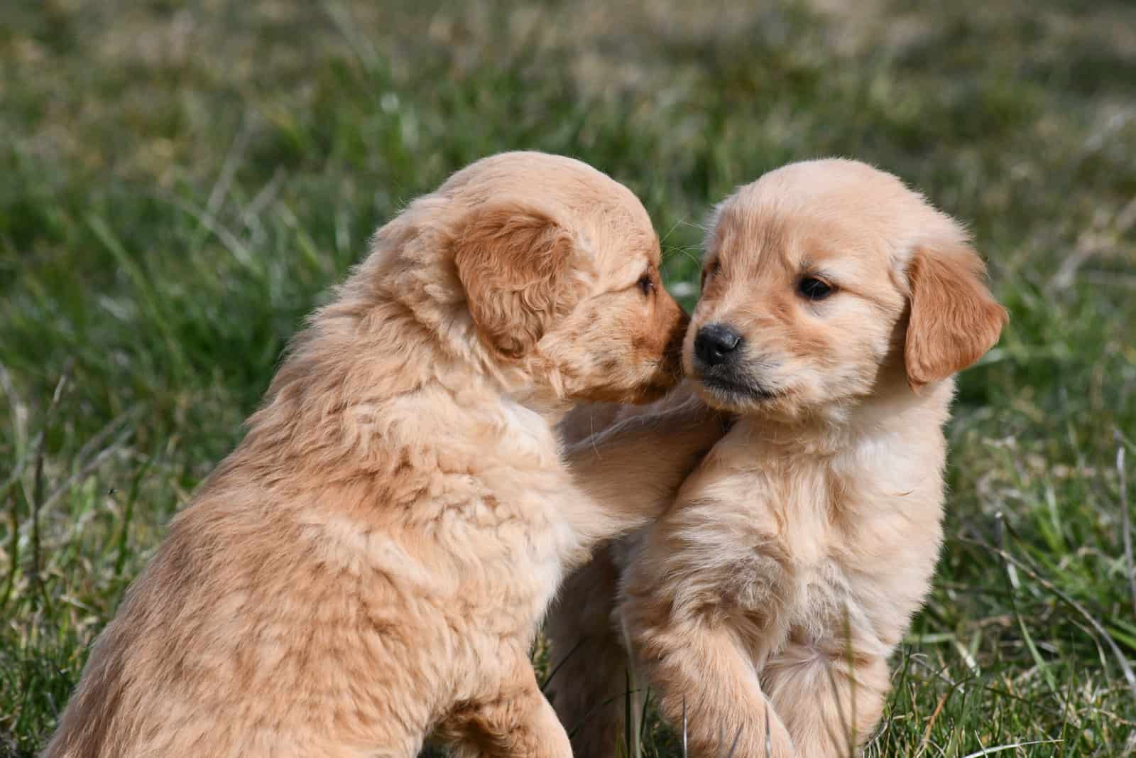 Purebred Golden Retriever papered image 5