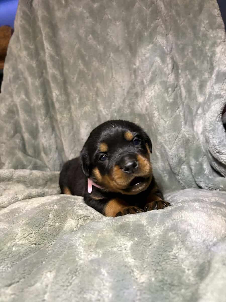 AKC Rottweiler Puppies image 9