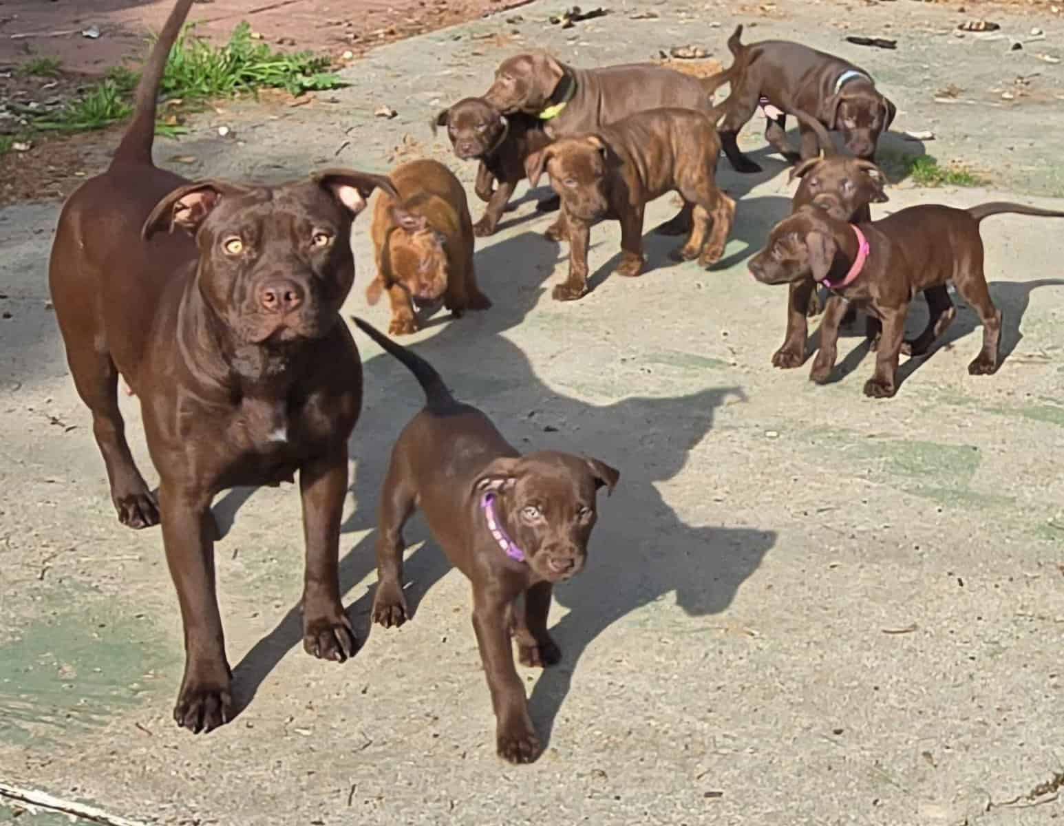 Red Nose American Pit Bull Terrier puppies image 13