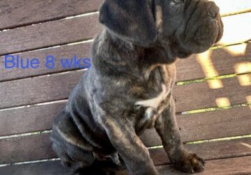 First pick make cane corso