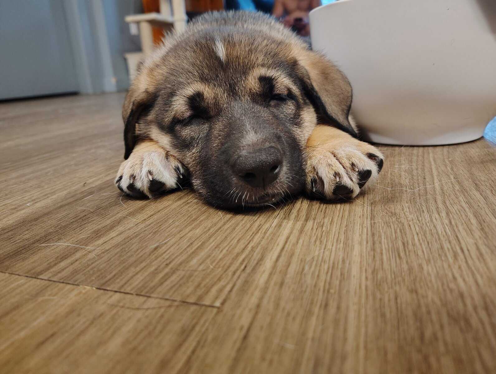 German shepherd/ Siberian husky image 3