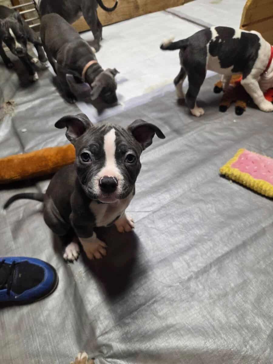Pitbull puppies image 6