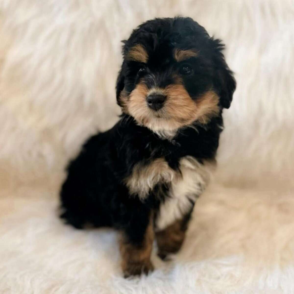 14 week male miniature aussiedoodle image 1