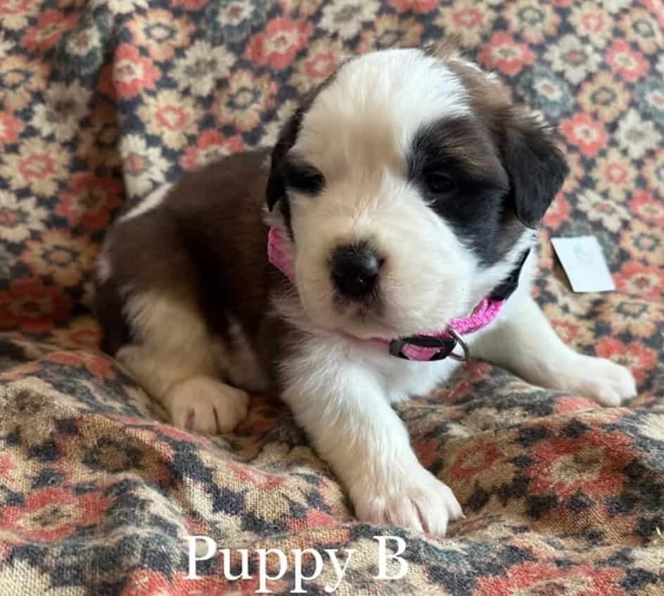 11 Perfect Baby Saint Bernards image 1