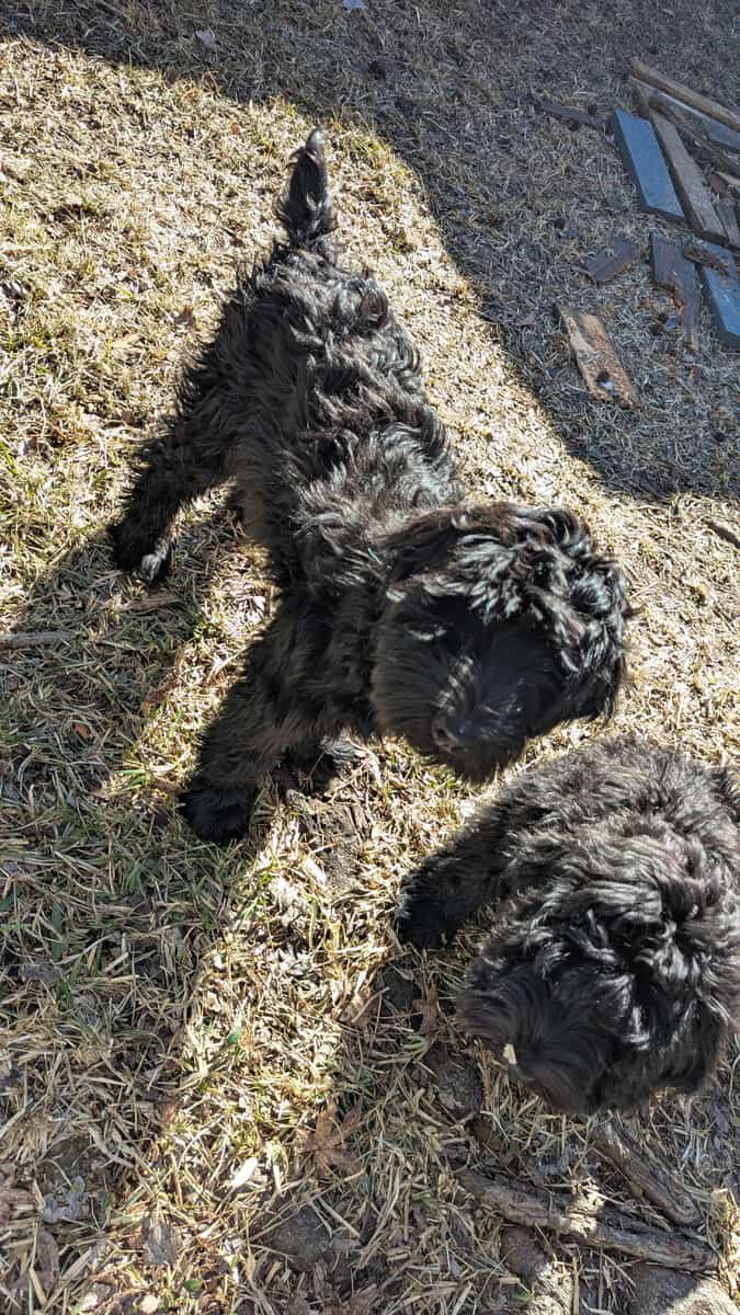 Sweet Whoodle Puppies image 5