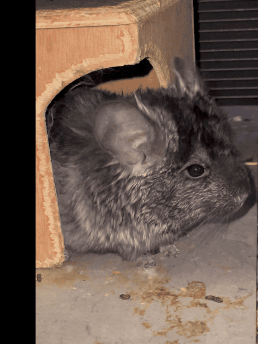 Young Ebony Male Angora Chinchilla image 5