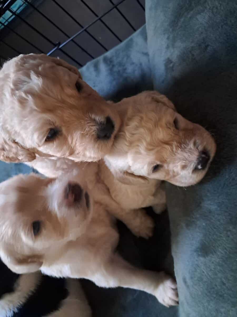 Adorable Golden Doodles image 1