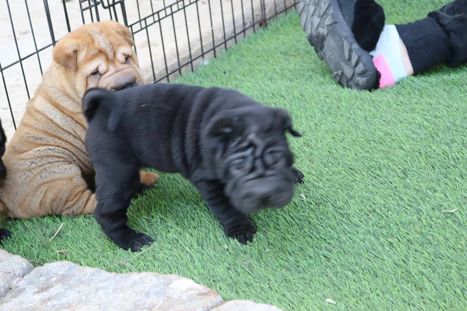 Buttercup Pups image 3