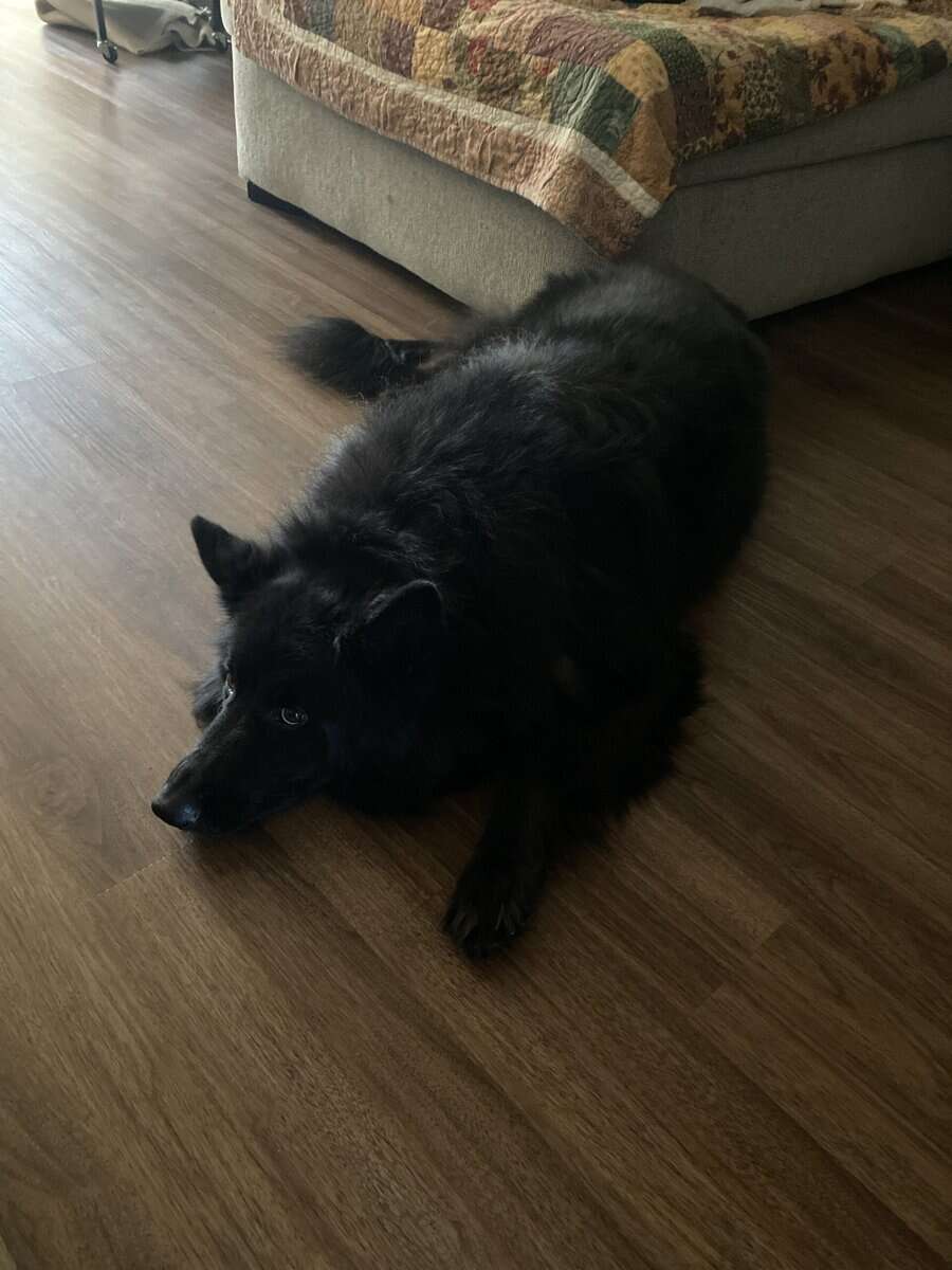 6 year old service dog Chief house broken trained. image 5