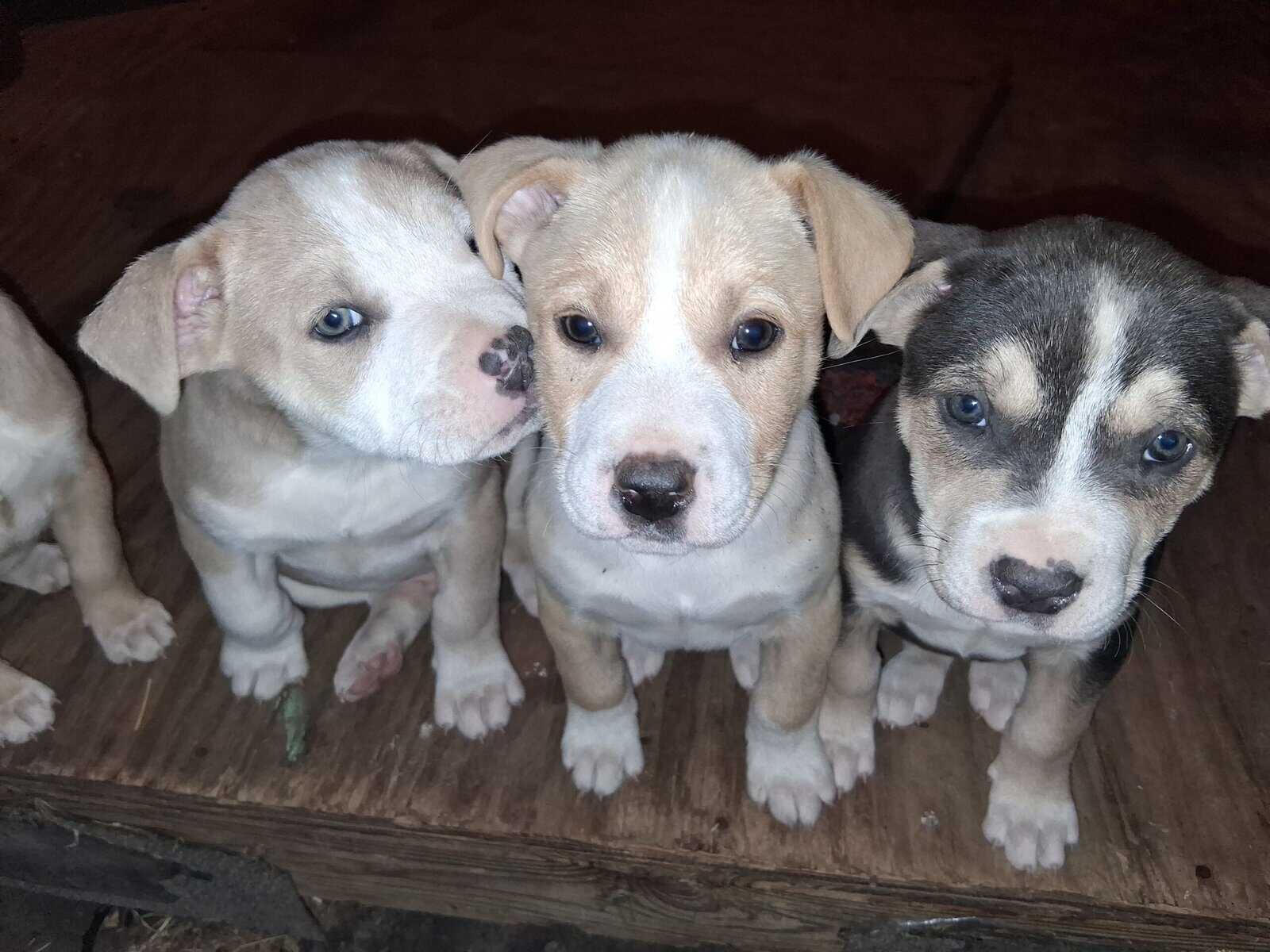 Free puppies image 3