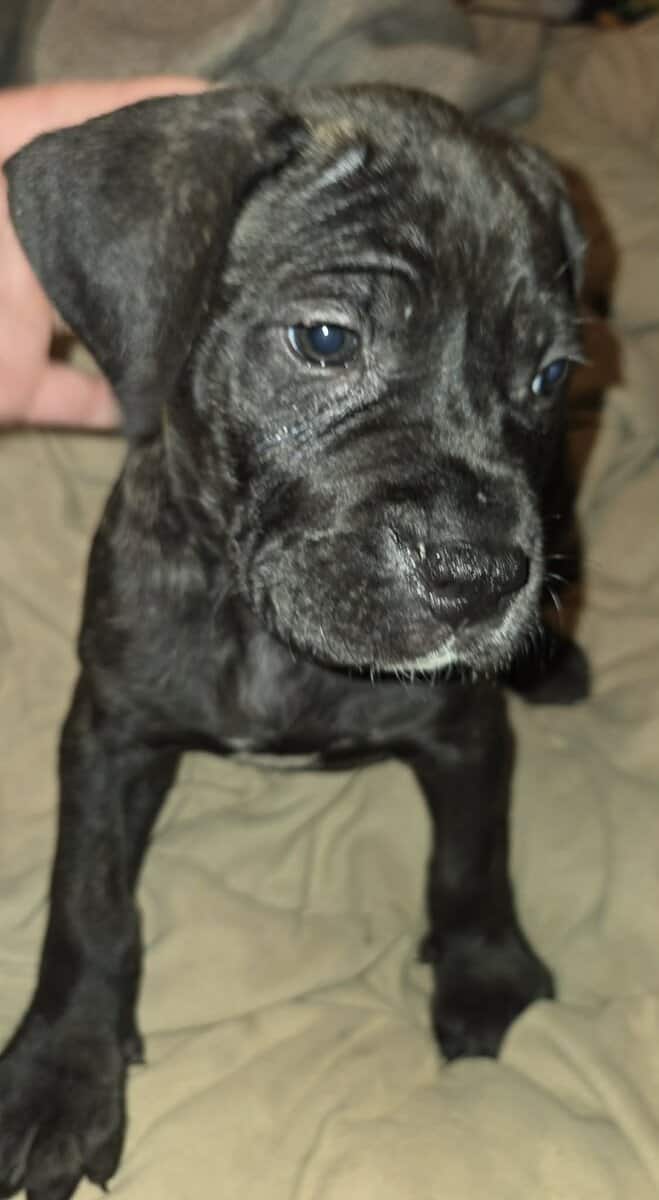Presa Canario Cane Corso mix 8 weeks old image 7