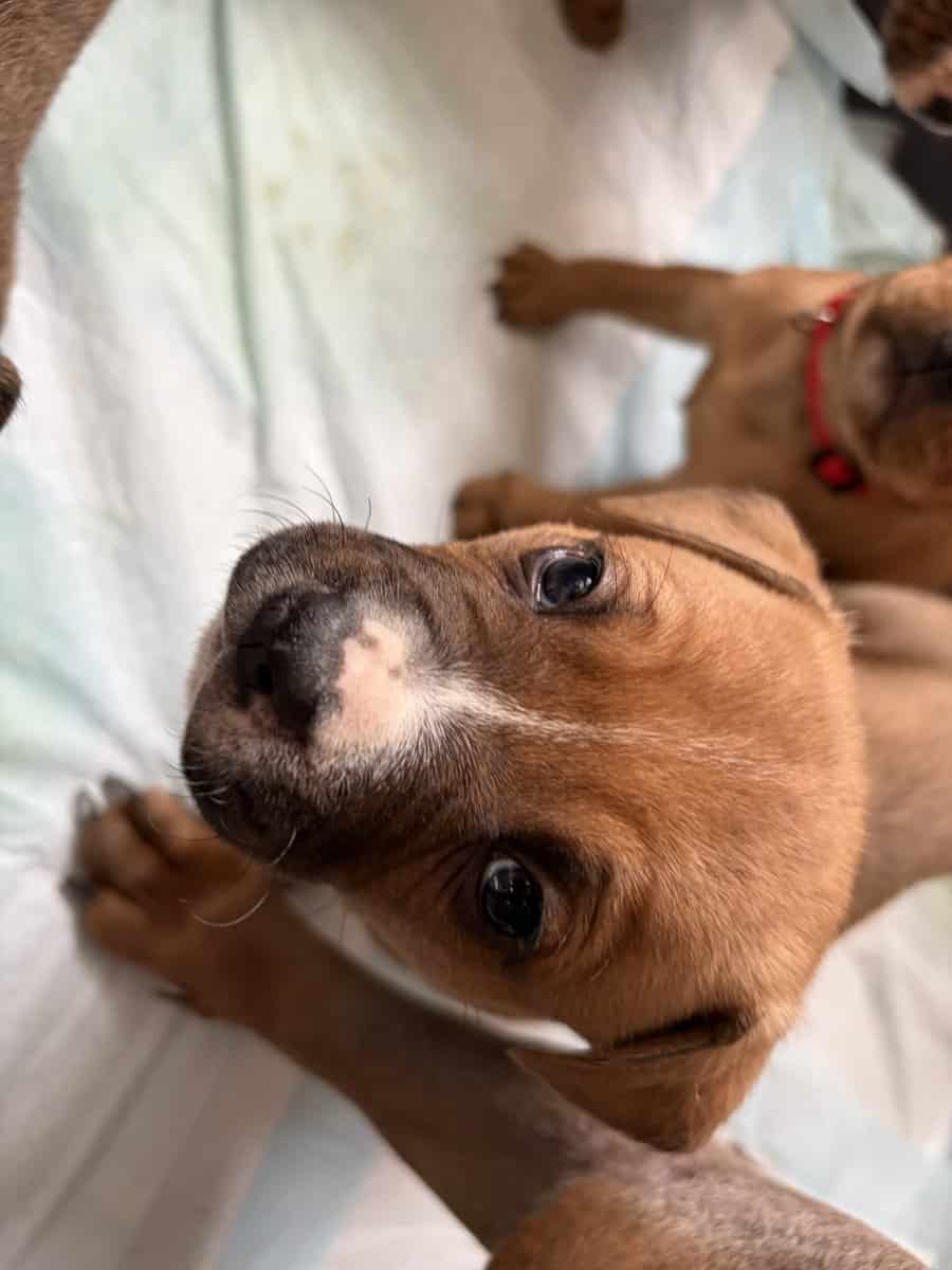 Olde English bulldog puppies image 11