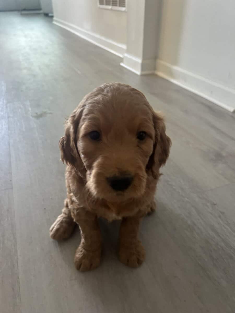 Golden doodle image 1