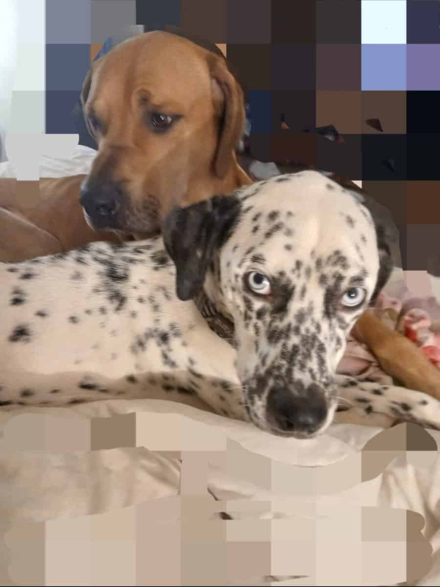 Dane/Dal mix puppies image 10